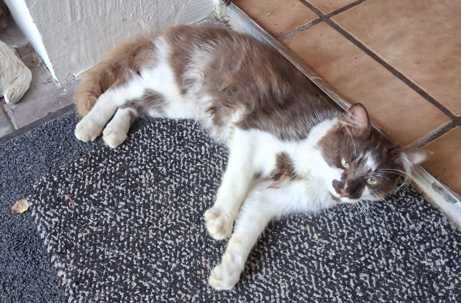 kater_asendorf_20260712_1